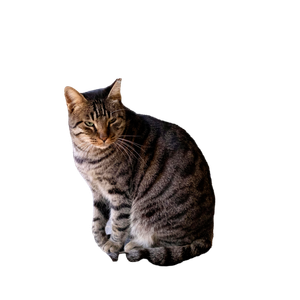A Peaceful Tabby Cat Sitting Indoors By A Window, Exuding Calmness And Tranquility. 13003 - Cat PNG image with transparent background